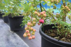 ブルーベリー②