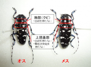 ツヤハダゴマダラカミキリの特徴