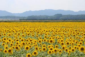 「ヒマワリ」の種まき作業が行われました！④