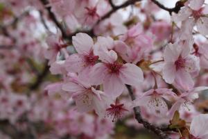 桜①