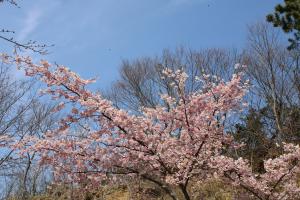 桜③