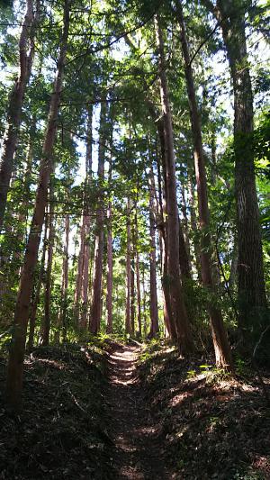 自然観察路2